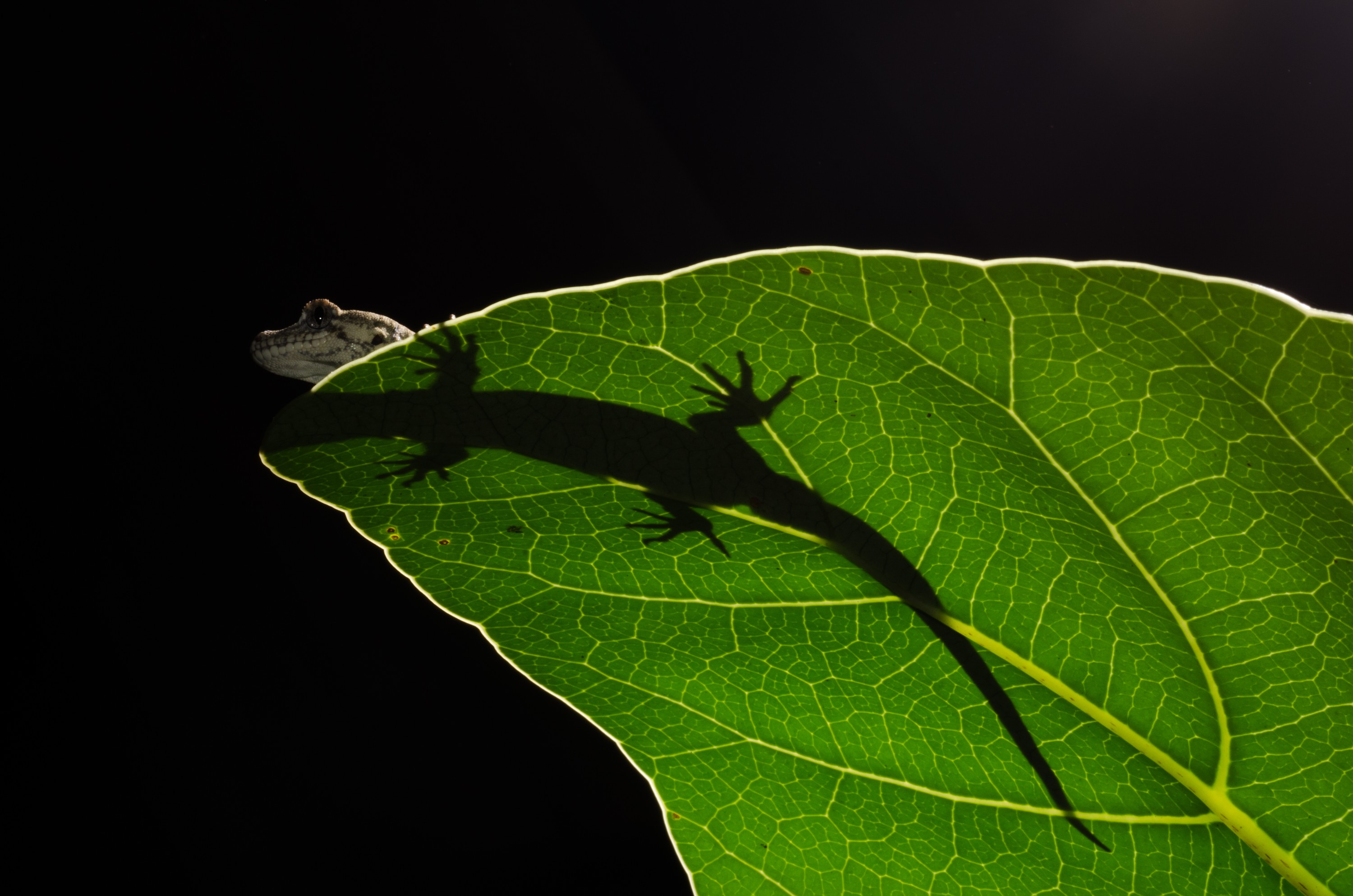 DSC_5156 – Forest, gecko, Hoplodactylus, granulatus, lizard, Crispin, reptiles, amphibians, rare, cold, blood, new, new zealand, zealand, nz